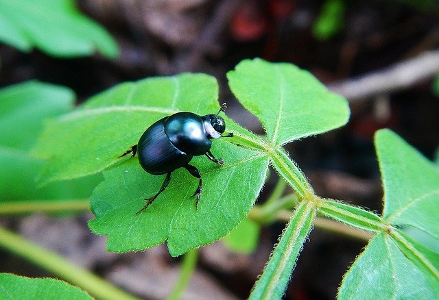 Free download Coquito Beetle Ladybug -  free photo or picture to be edited with GIMP online image editor