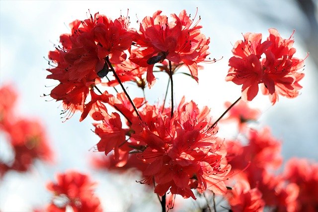 Free download Coral Azalea Flower -  free photo or picture to be edited with GIMP online image editor