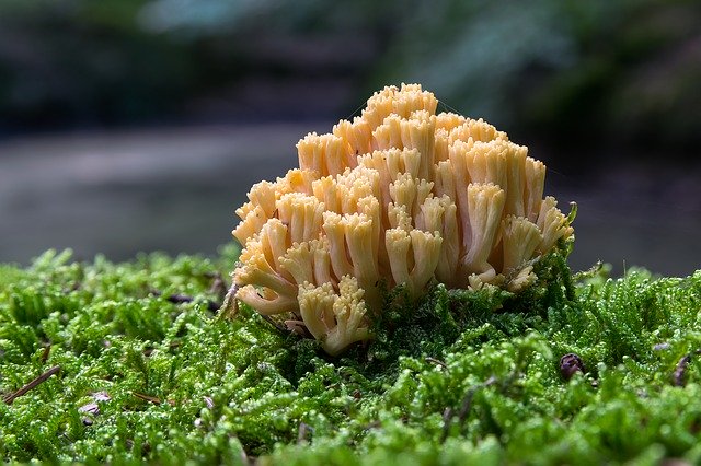 Free download Coral Fungus Mushroom Autumn -  free photo or picture to be edited with GIMP online image editor