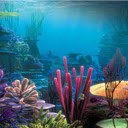 Coral Reef  screen for extension Chrome web store in OffiDocs Chromium