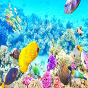 Coral Reef HD  screen for extension Chrome web store in OffiDocs Chromium