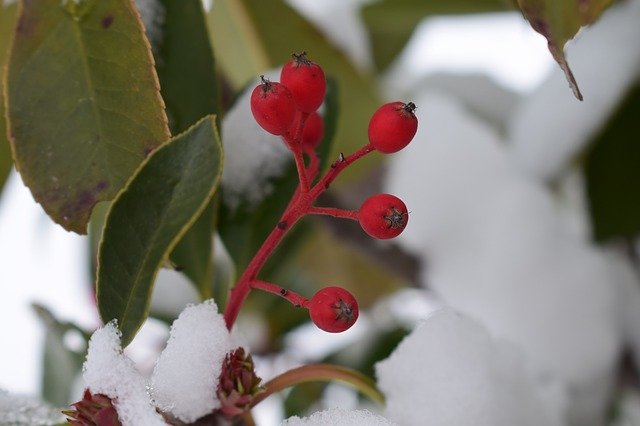 Free download Coral Rowan Winter Contrast free photo template to be edited with GIMP online image editor