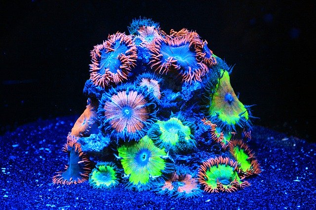 Free download Coral Sea Water Aquarium -  free photo or picture to be edited with GIMP online image editor