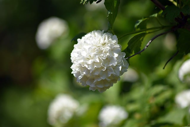 Free download coral viburnum flower viburnum bush free picture to be edited with GIMP free online image editor