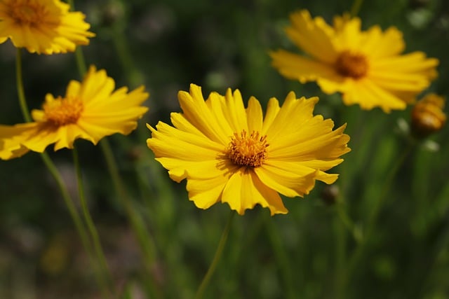 Free download coreopsis flowers plants free picture to be edited with GIMP free online image editor