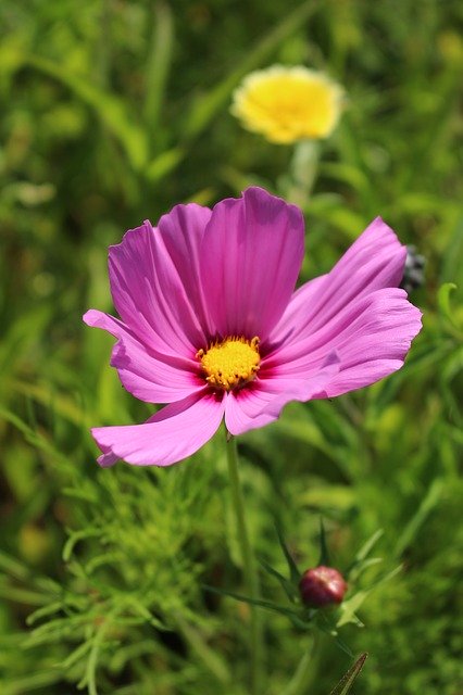 Free download Coreopsis Purple Flower -  free photo or picture to be edited with GIMP online image editor