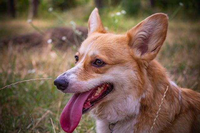 Free download corgi dog portrait ears tongue free picture to be edited with GIMP free online image editor