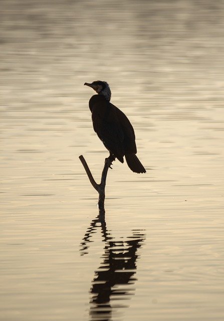 Free download Cormoran Lake Bird -  free photo or picture to be edited with GIMP online image editor