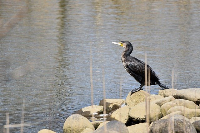 Free download cormorant bird animal aquatic river free picture to be edited with GIMP free online image editor