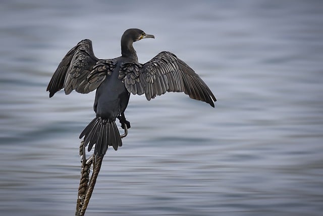 Free download cormorant bird animal lake free picture to be edited with GIMP free online image editor