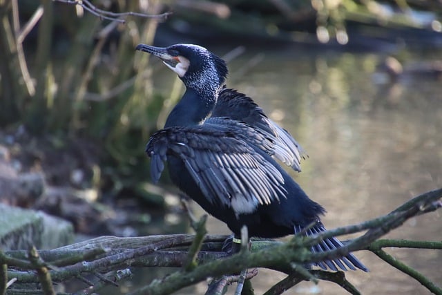 Free download cormorant bird animal shag free picture to be edited with GIMP free online image editor