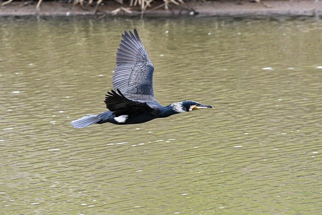 Free download cormorant bird animal wildlife free picture to be edited with GIMP free online image editor