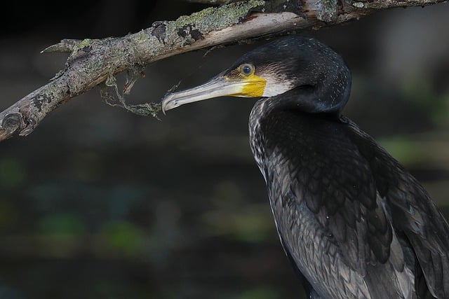 Free download cormorant bird nature waterbird free picture to be edited with GIMP free online image editor