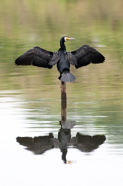 Free download cormorant bird ornithology species free picture to be edited with GIMP free online image editor