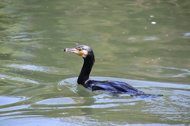 ดาวน์โหลดฟรี Cormorant Birds Eyes - รูปถ่ายหรือรูปภาพฟรีที่จะแก้ไขด้วยโปรแกรมแก้ไขรูปภาพออนไลน์ GIMP