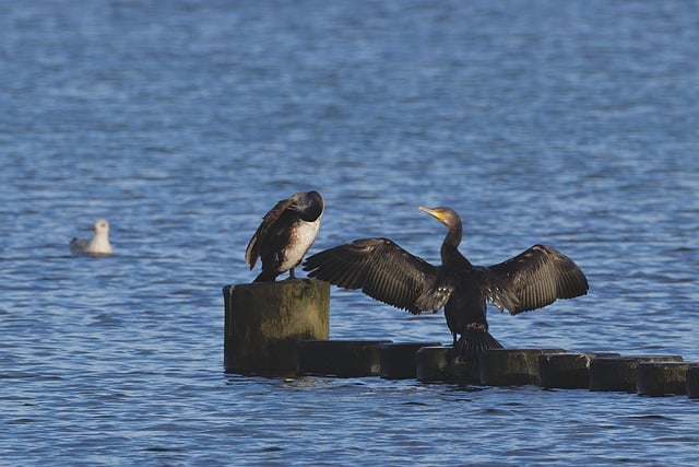 Free download cormorant birds groyne sea animals free picture to be edited with GIMP free online image editor