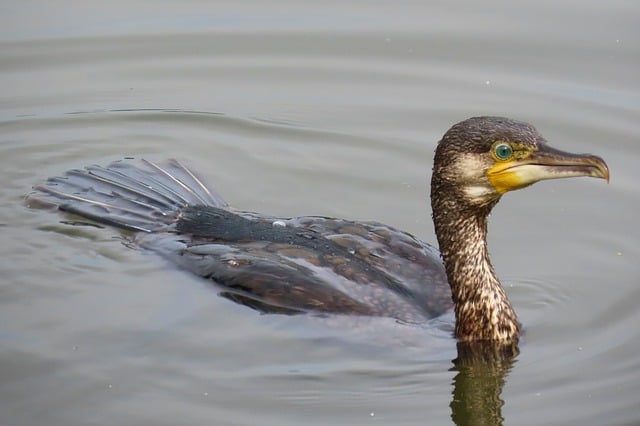 Free download cormorant bird water bird beak free picture to be edited with GIMP free online image editor