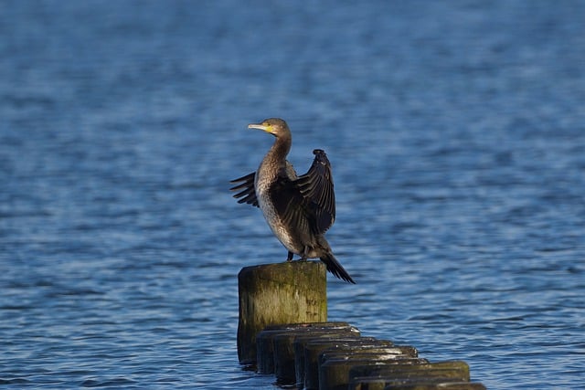 Free download cormorant bird waterfowl water bird free picture to be edited with GIMP free online image editor