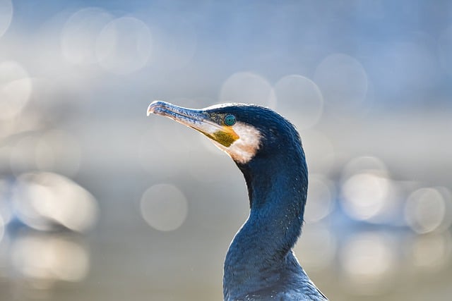 Free download cormorant great cormorant pond free picture to be edited with GIMP free online image editor