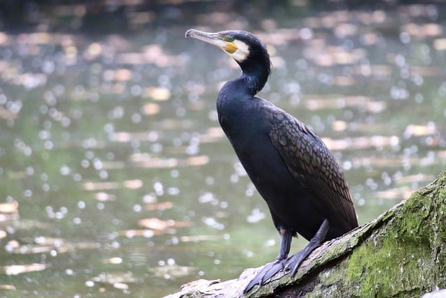 Free download cormorant pond wildlife nature free picture to be edited with GIMP free online image editor