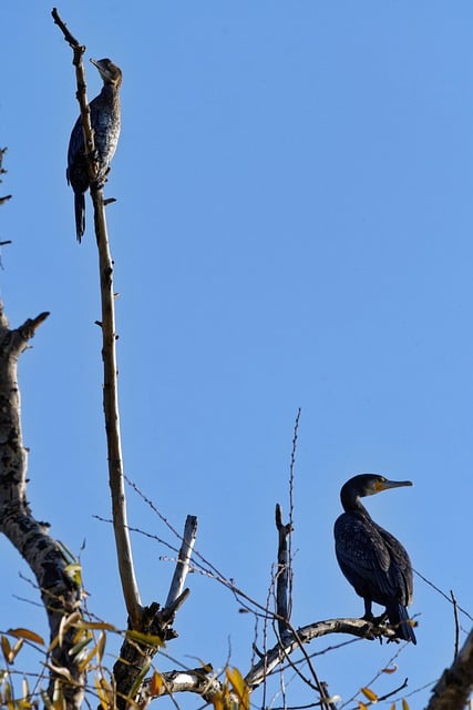 Free download cormorants birds animals wildlife free picture to be edited with GIMP free online image editor