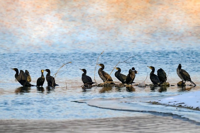 Free download cormorants birds river animals free picture to be edited with GIMP free online image editor