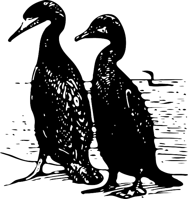 Free download Cormorant Seabirds Fishing Bird - Free vector graphic on Pixabay free illustration to be edited with GIMP free online image editor