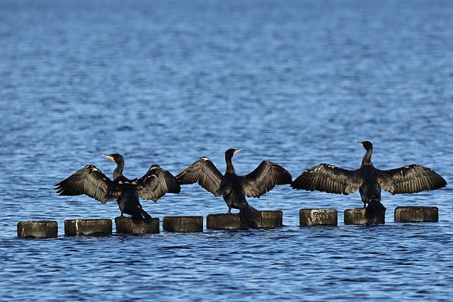 Free download cormorants groynes baltic sea fall free picture to be edited with GIMP free online image editor