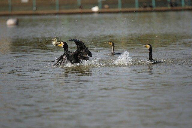 Free download Cormorants Hunt Hunting -  free photo or picture to be edited with GIMP online image editor