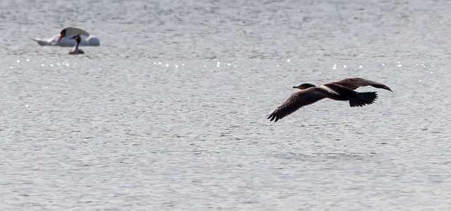 Free download Cormorant Waterbird -  free photo or picture to be edited with GIMP online image editor