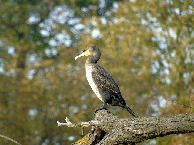 Free download Cormorant Water Birds -  free photo or picture to be edited with GIMP online image editor