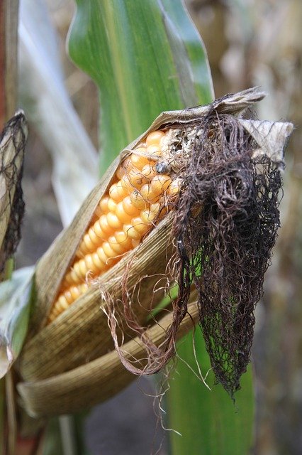 Free download Corn Agriculture Fields -  free photo or picture to be edited with GIMP online image editor