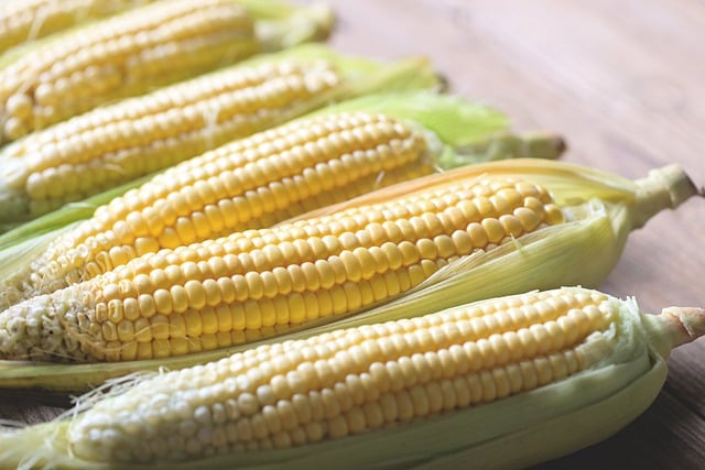 Free download corn cob crop agriculture cook free picture to be edited with GIMP free online image editor