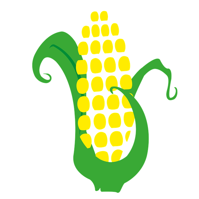 Free download Corn Cob Harvest -  free illustration to be edited with GIMP free online image editor