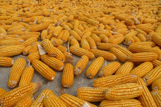 Free download Corn Cooked -  free photo or picture to be edited with GIMP online image editor