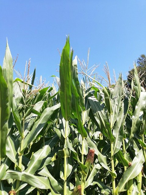 Free download Corn Cornfield Sky -  free photo or picture to be edited with GIMP online image editor