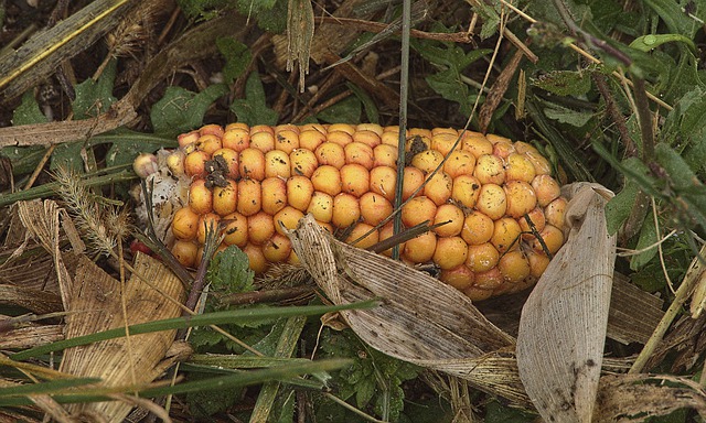 Free download corn corn on the cob ground free picture to be edited with GIMP free online image editor