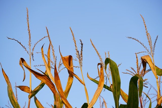 Free download Corn Ears Panicle Spike -  free photo or picture to be edited with GIMP online image editor