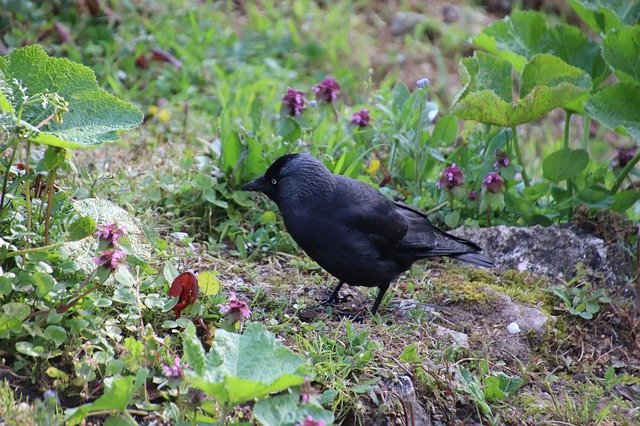 Free download Corneille Black Bird -  free photo or picture to be edited with GIMP online image editor