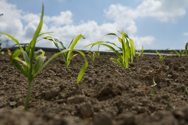 Free download Corn Field Clouds -  free photo or picture to be edited with GIMP online image editor