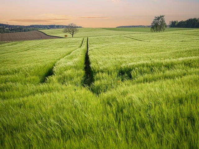 Free download cornfield grain early summer spike free picture to be edited with GIMP free online image editor