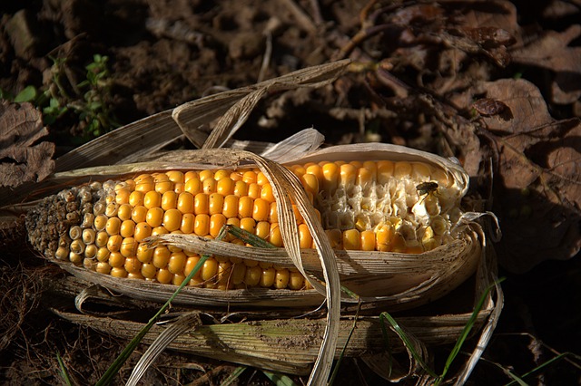 Free download corn field harvest corn on the cob free picture to be edited with GIMP free online image editor