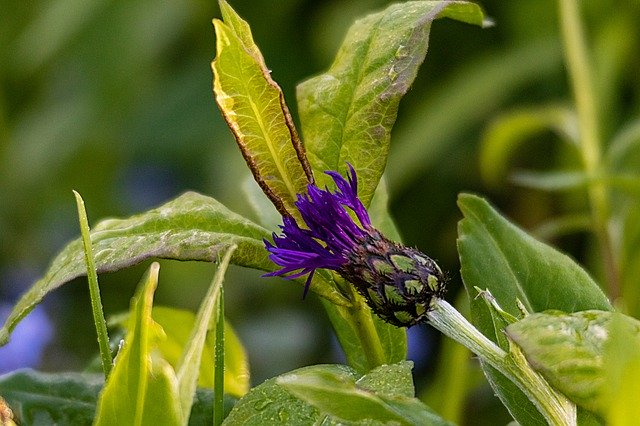 Free download Cornflower Blossom Bloom -  free photo or picture to be edited with GIMP online image editor