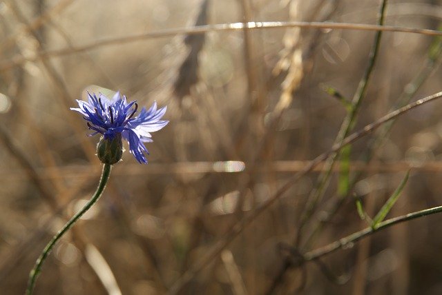 Free download Cornflower Blue Flower -  free photo or picture to be edited with GIMP online image editor