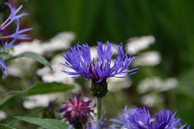 Free download Cornflower Blue Spring Flowers -  free photo or picture to be edited with GIMP online image editor