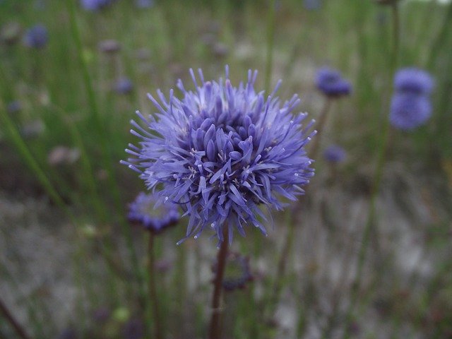 Free download Cornflower Close Up Nature -  free photo or picture to be edited with GIMP online image editor