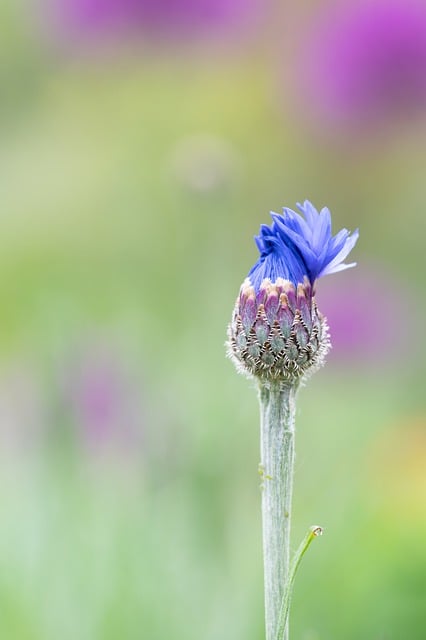 Free download cornflower flower bud plant spring free picture to be edited with GIMP free online image editor