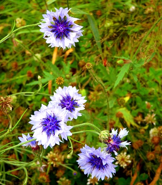 Free download Cornflower Flower Flowers -  free photo or picture to be edited with GIMP online image editor