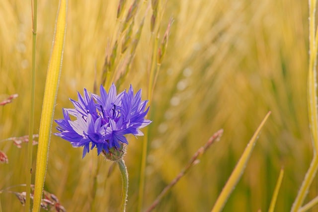 Free download cornflower flower nature background free picture to be edited with GIMP free online image editor