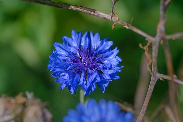 Free download cornflower flower plant blue flower free picture to be edited with GIMP free online image editor